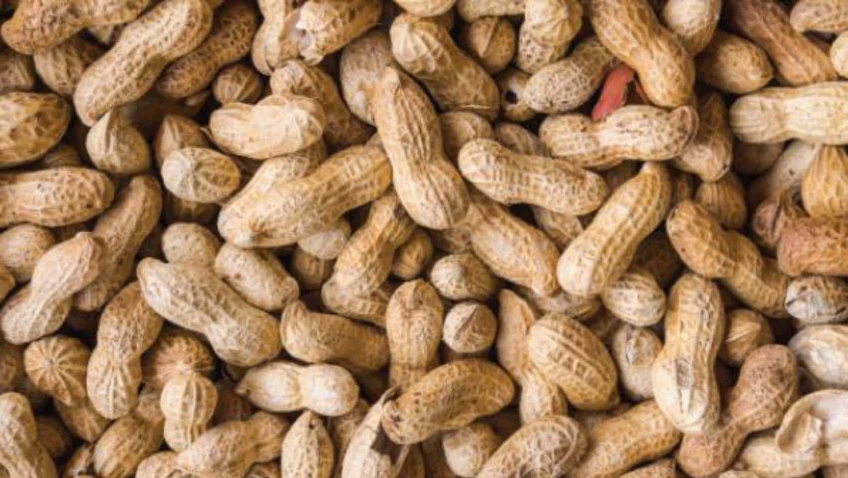 THE GROUNDNUT SECTOR IN NORTHERN GHANA GhanaMade